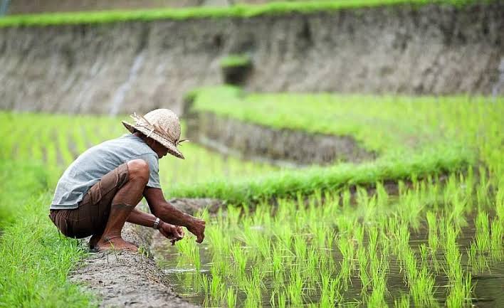 Pemerintah Perkuat Sinergi BUMN dan Swasta Dalam Hilirisasi Pertanian